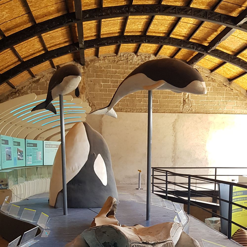 Sala del museo de Quintay con réplicas de ballenas colgando